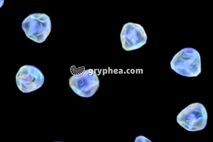 Pollen Bruyère x200 - gryphea.com